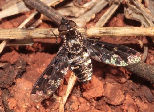 Exoprosopa jacchus
